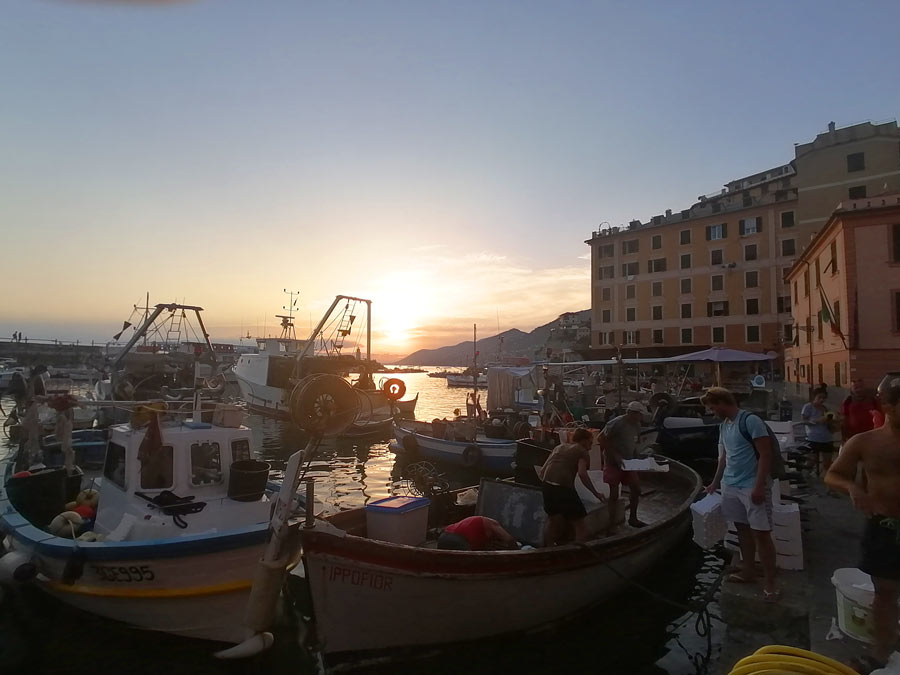 Fischsammlung im kleinen Hafen von Camogli