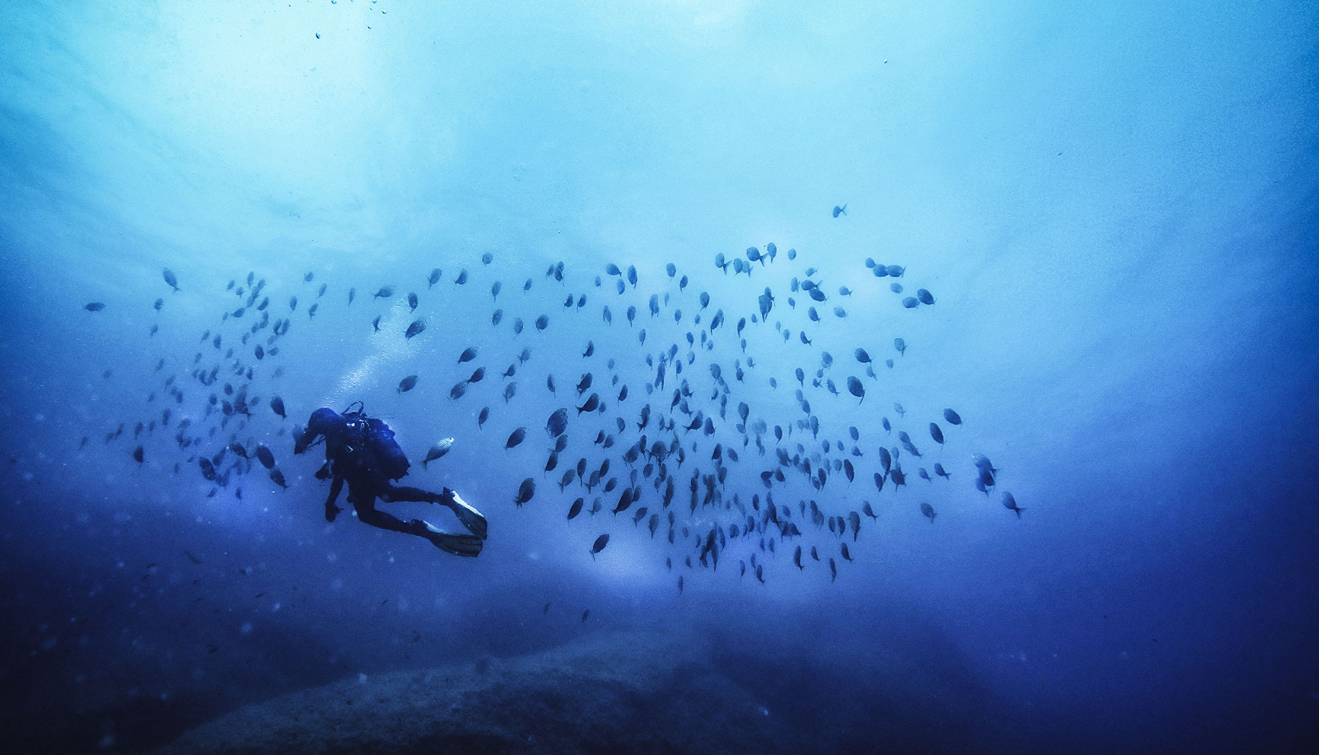 Scuba diver among the fish