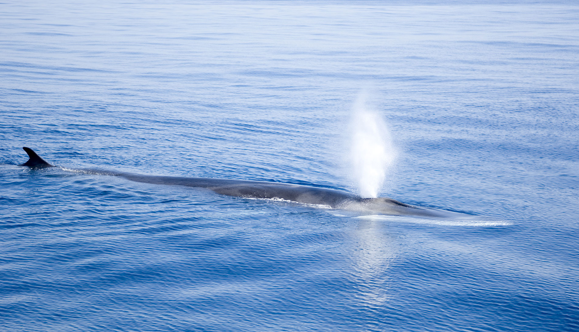 Fin whale