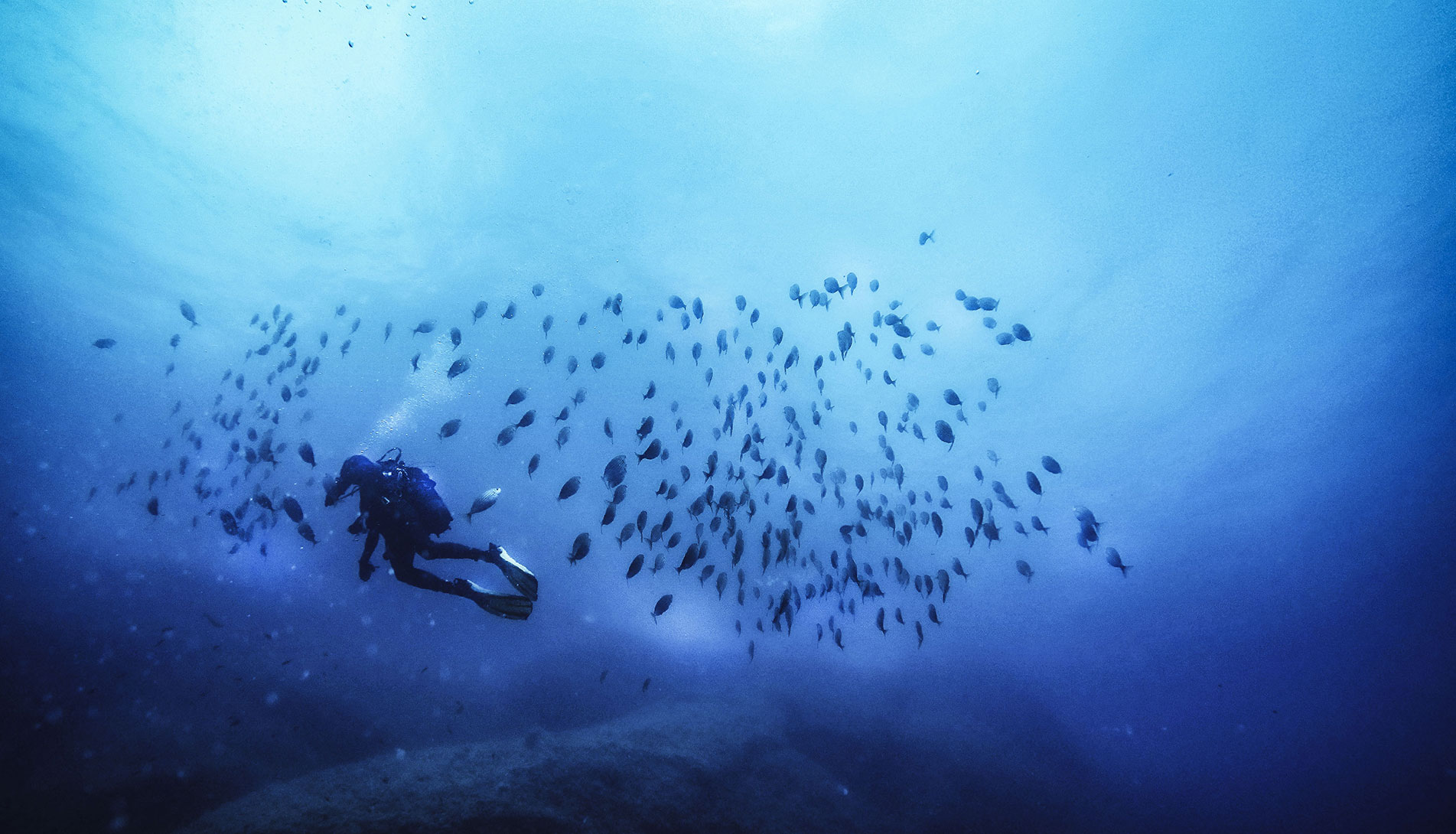 Plongeur sous-marin parmi les poissons